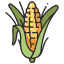 Maize Icon